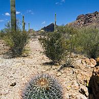 Compass / Fishhook barrel cactus (Ferocactus wislizeni), Organ Pipe Cactus National Monument, Arizona, USA
<BR><BR>More images at www.arterra.be</P>